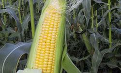 Cuba Plants First Genetically Modified Corn Crops